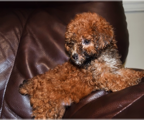 Medium Photo #1 Poodle (Toy) Puppy For Sale in FORT SCOTT, KS, USA