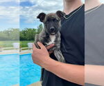Small #1 Shepradors