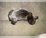 Small #3 Boston Terrier-Faux Frenchbo Bulldog Mix