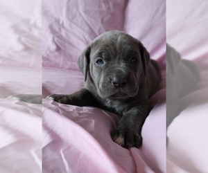 Cane Corso Puppy for sale in ANNAPOLIS, MD, USA