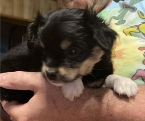 Chihuahua Puppy for sale in DUNCANVILLE, TX, USA