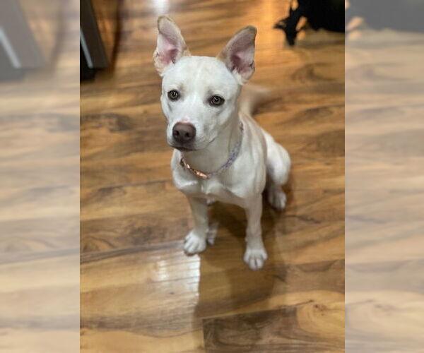 Medium Photo #1 Alaskan Malamute-Staffordshire Bull Terrier Mix Puppy For Sale in Duluth, MN, USA