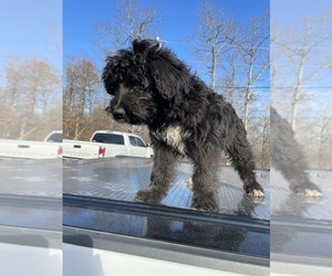 Bordoodle Puppy for sale in MOUNTAIN HOME, AR, USA