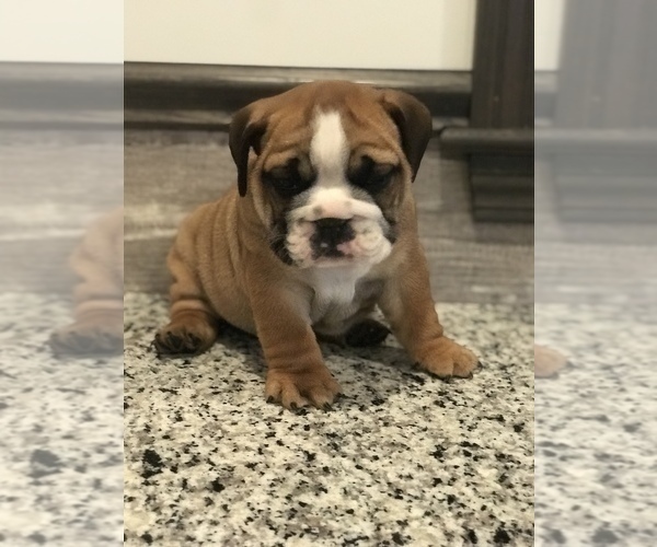 Medium Photo #12 Bulldog Puppy For Sale in BOWLING GREEN, KY, USA