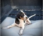 Small #3 Black and Tan Coonhound-Bluetick Coonhound Mix