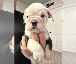 Small Photo #5 English Bulldog Puppy For Sale in WEEKI WACHEE, FL, USA