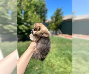 Pomeranian Puppy for sale in LATHROP, CA, USA