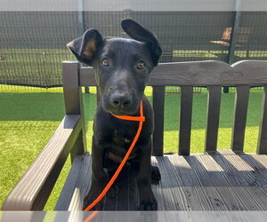 German Shepherd Dog-Unknown Mix Dogs for adoption in Orange, CA, USA