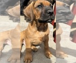 Puppy White Cane Corso