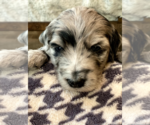 Puppy 6 Aussiedoodle-Poodle (Standard) Mix