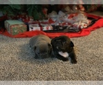 Small Photo #50 French Bulldog Puppy For Sale in LAS VEGAS, NV, USA