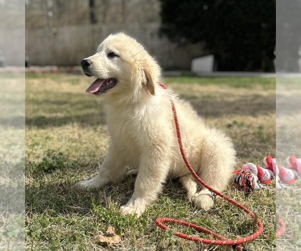 Medium Photo #4 Great Pyrenees-Unknown Mix Puppy For Sale in Yardley, PA, USA