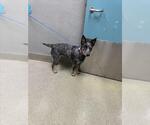 Small Mutt