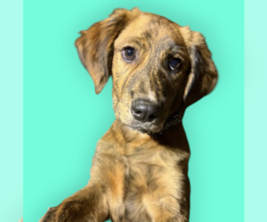 Mutt Dogs for adoption in Rockville, MD, USA