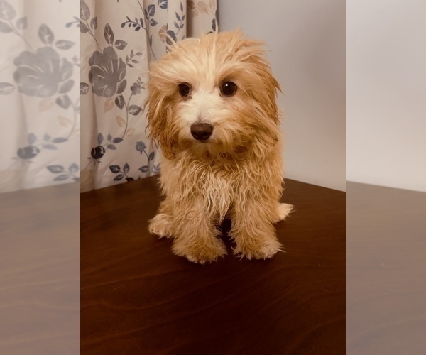 Medium Photo #4 Cavapoo-Poodle (Miniature) Mix Puppy For Sale in DURHAM, CT, USA