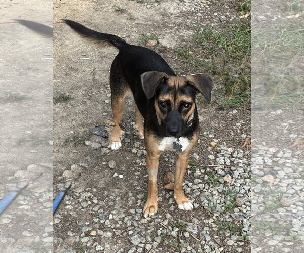 Medium Photo #4 Mutt Puppy For Sale in Holly Springs, NC, USA