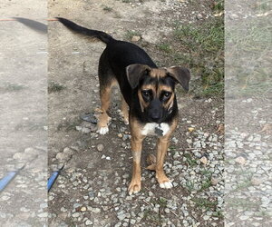 Hallie (Twitch Litter Mom) - Female Mutt Dog for Adoption - Photo #4