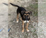 Small #3 Mutt