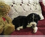 Small Photo #9 Bernedoodle Puppy For Sale in CLARE, MI, USA