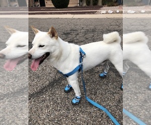 Shiba Inu Dogs for adoption in TUCSON, AZ, USA