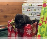Puppy Puppy 6 Cane Corso