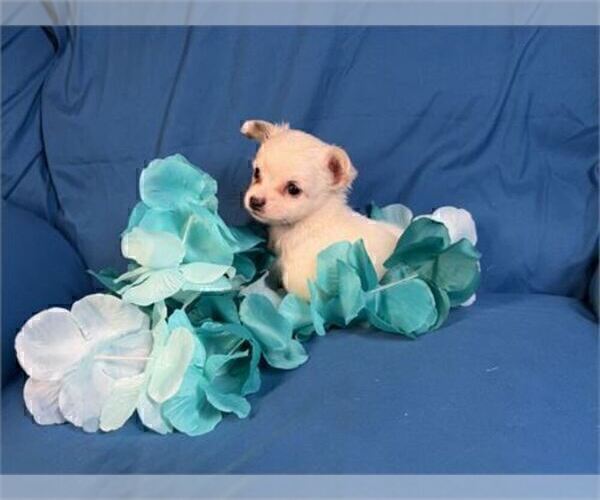 Medium Photo #23 Chihuahua Puppy For Sale in MIAMI, FL, USA