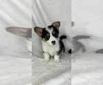 Image preview for Ad Listing. Nickname: Casper