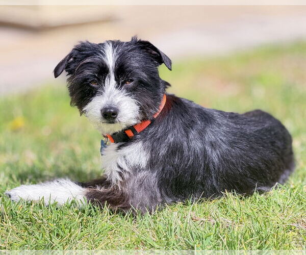 Medium Photo #2 Mutt Puppy For Sale in Corona, CA, USA