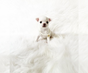 Chihuahua Puppy for sale in SACRAMENTO, CA, USA
