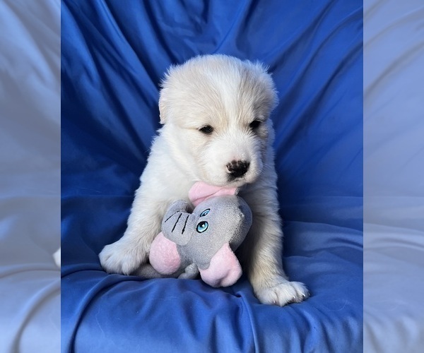 Medium Photo #3 Golden Labrador Puppy For Sale in LIVE OAK, FL, USA