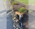 Small #1 Jack Russell Terrier Mix
