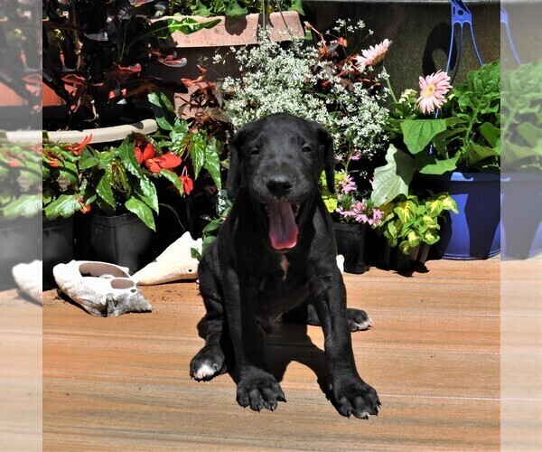 Medium Photo #9 Great Dane Puppy For Sale in BANGOR, WI, USA