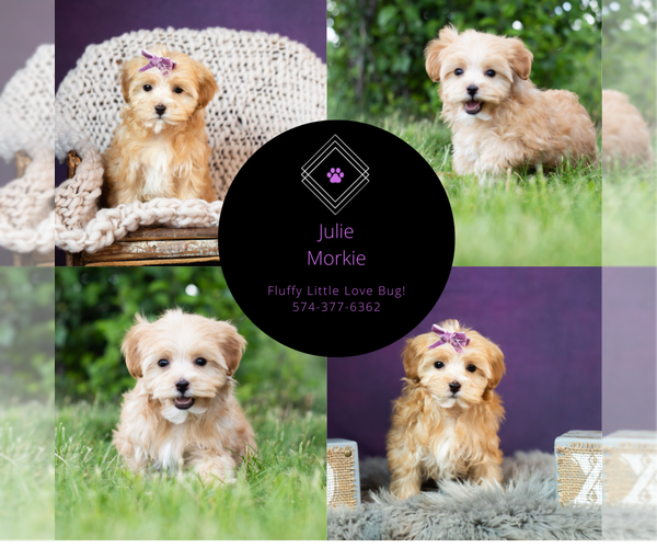 Medium Photo #13 Morkie Puppy For Sale in WARSAW, IN, USA