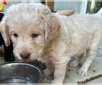 Small #9 Labradoodle