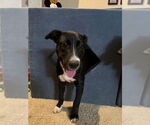 Small #39 Labrador Retriever Mix