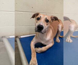 Bagel - Male Black Mouth Cur-Labrador Retriever Mix Dog for Adoption - Photo #2