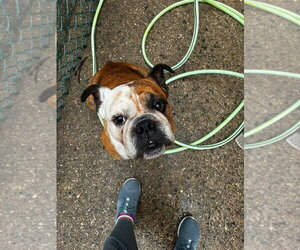Bulldog Dogs for adoption in Brewster, NY, USA