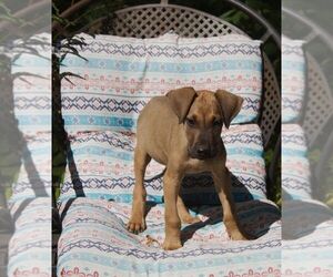 Great Dane Puppy for sale in FLINT, MI, USA