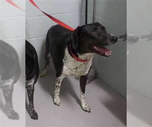 Aussiedor Dogs for adoption in Augusta, GA, USA