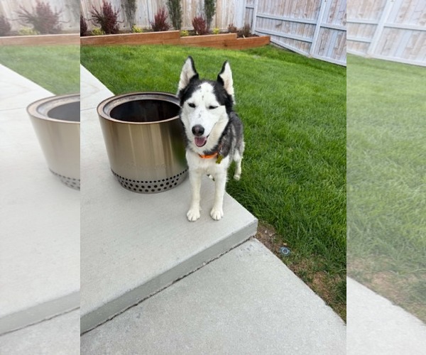 Medium Photo #7 Siberian Husky Puppy For Sale in Sandy, UT, USA