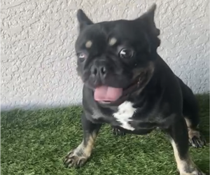 French Bulldog Puppy for sale in TAMPA, FL, USA