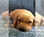 Small Photo #6 Labrador Retriever Puppy For Sale in BROWNS VALLEY, CA, USA