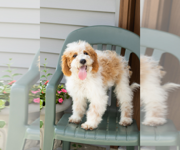 Medium Photo #1 Goldendoodle (Miniature) Puppy For Sale in WOLCOTTVILLE, IN, USA