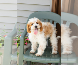 Goldendoodle (Miniature) Puppy for sale in WOLCOTTVILLE, IN, USA