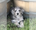 Small Photo #5 Aussiedoodle Puppy For Sale in SPOKANE VALLEY, WA, USA