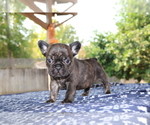 Small Photo #9 French Bulldog Puppy For Sale in VALLEJO, CA, USA