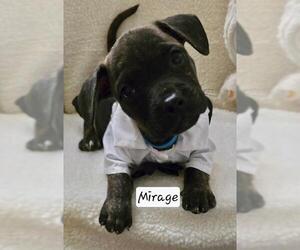 French Bull Weiner Dogs for adoption in Los Angeles, CA, USA