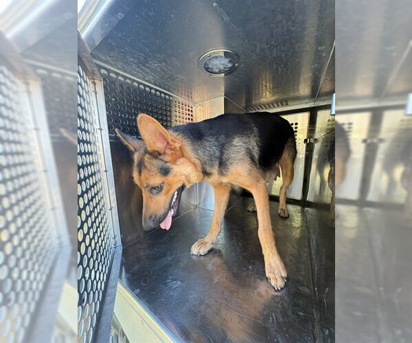 Medium Photo #1 German Shepherd Dog Puppy For Sale in Oklahoma City, OK, USA