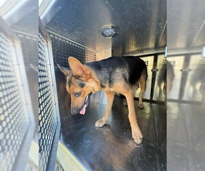 German Shepherd Dog Dogs for adoption in Oklahoma City, OK, USA