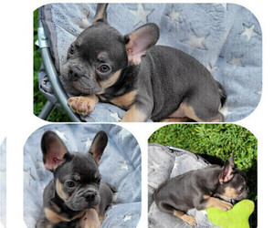 French Bulldog Puppy for sale in TAMPA, FL, USA